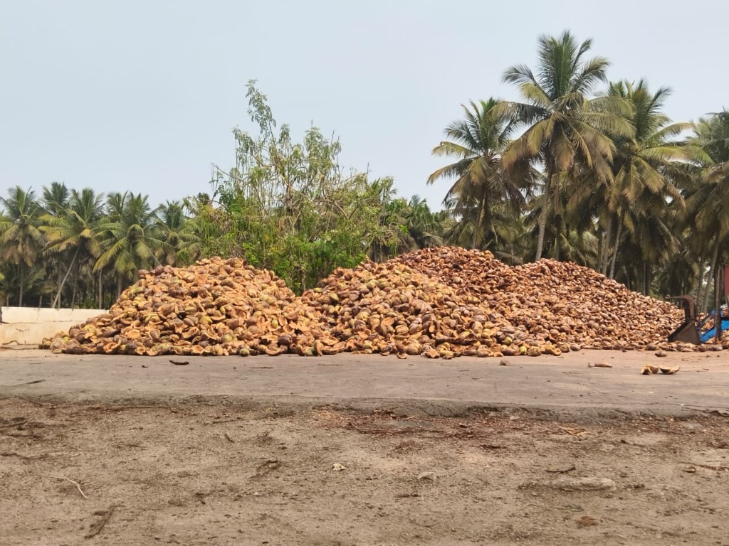 Massive pile of coconut husks unloaded